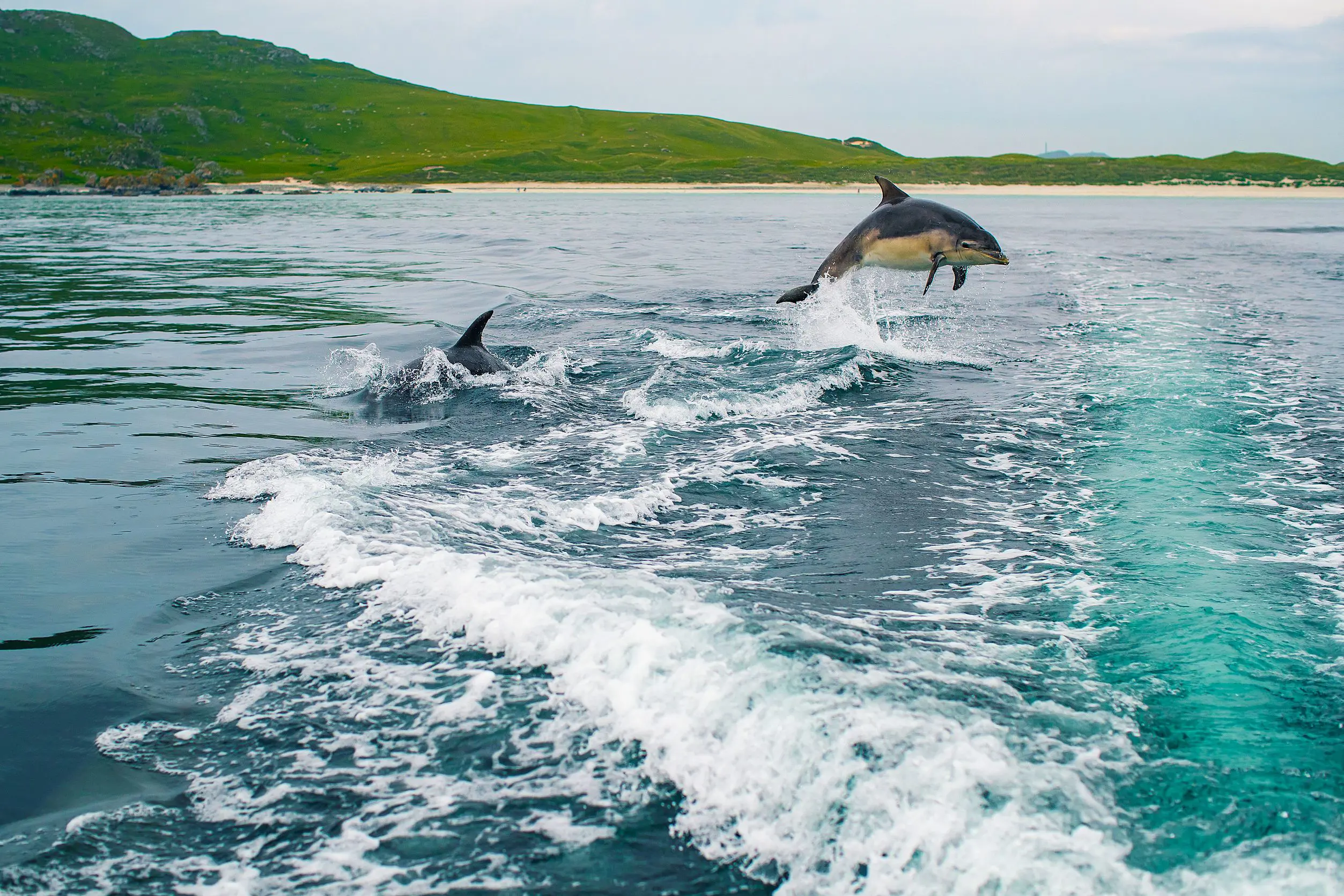 Two Bottlenose Dolphins, one diving out of water, with mountains in the distance