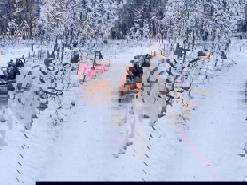 Lapland Santa Experience Day Trip