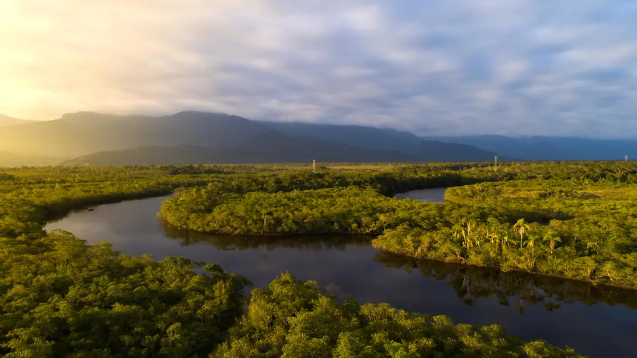 The Amazon rainforest and river from above