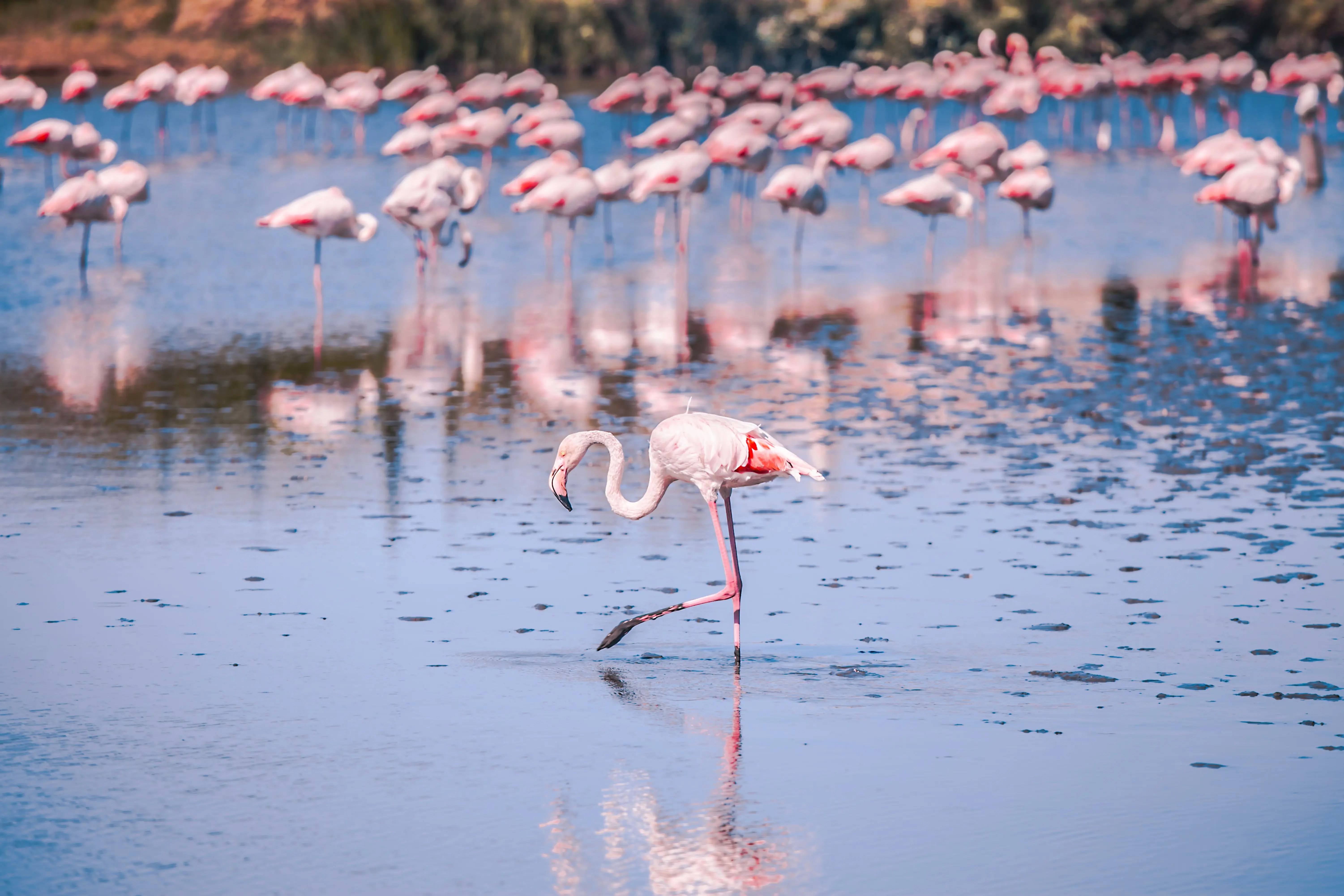 Camargue Flamingoes 
