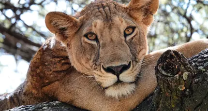 Lion, Serengeti National Park, Tanzania