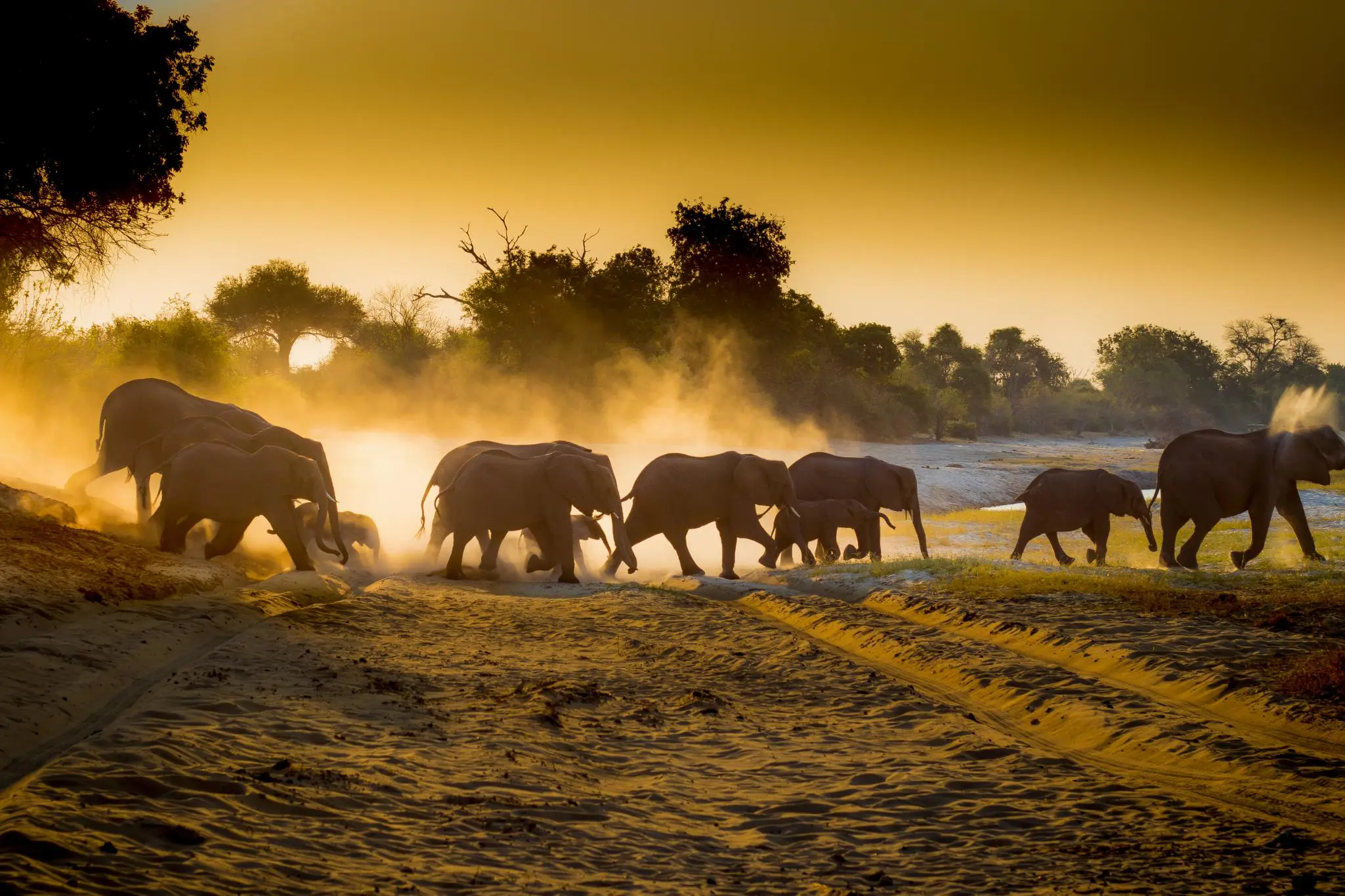 See elephants in their natural habitat on a Chobe safari adventure.