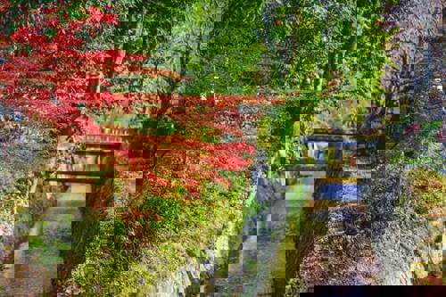 Walk the Philosopher's Path