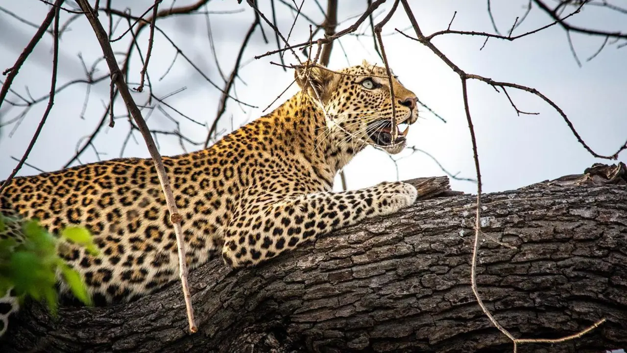 Close-up of a leopard resting in the branches of a tree in Chobe National Park, Botswana, partially shaded by leaves.
