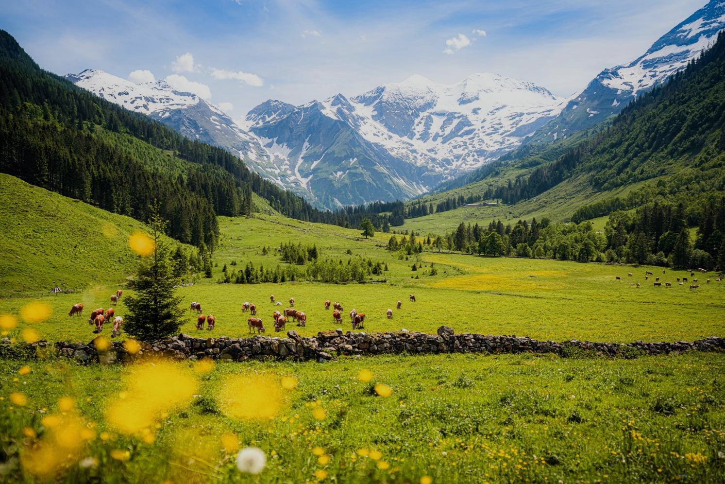 Cows grazing in a lush green alpine meadow with snow-capped mountains and forests in the Austrian Tyrol