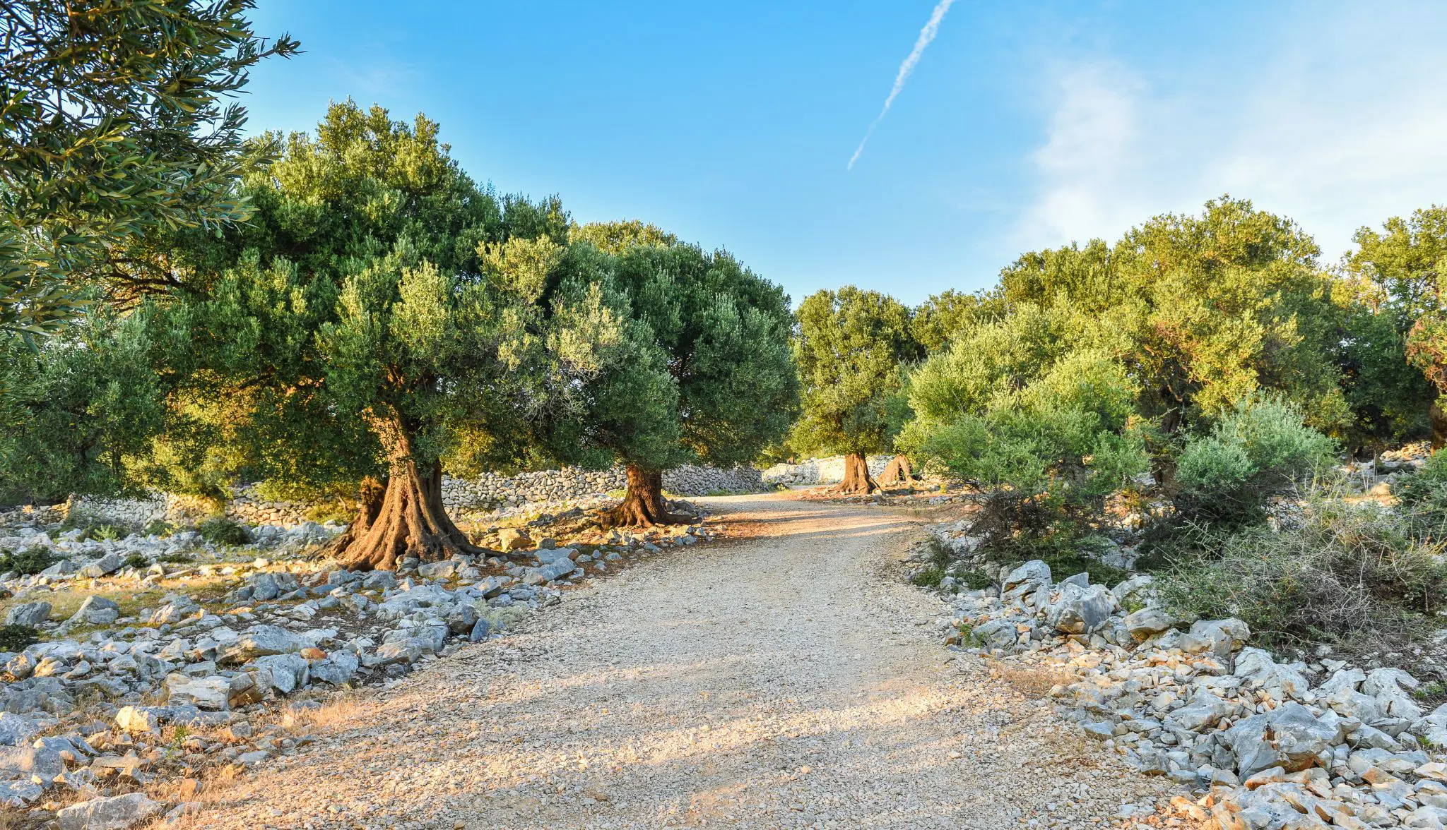 Olive trees in a garden, with a path in the middle and a blue sky above.