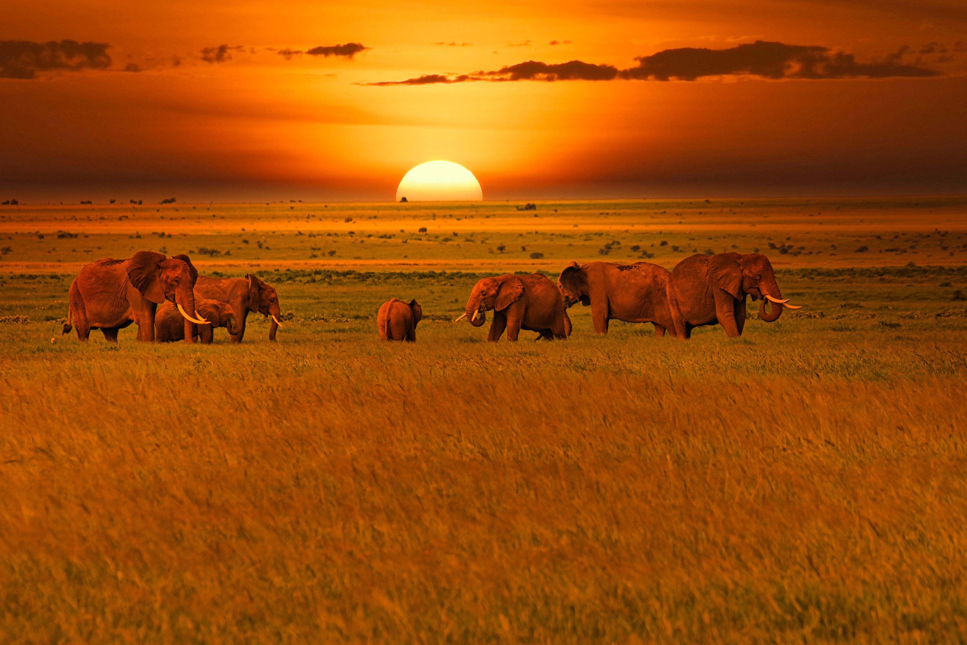 Elephants in Tsavo West National Park In Kenya