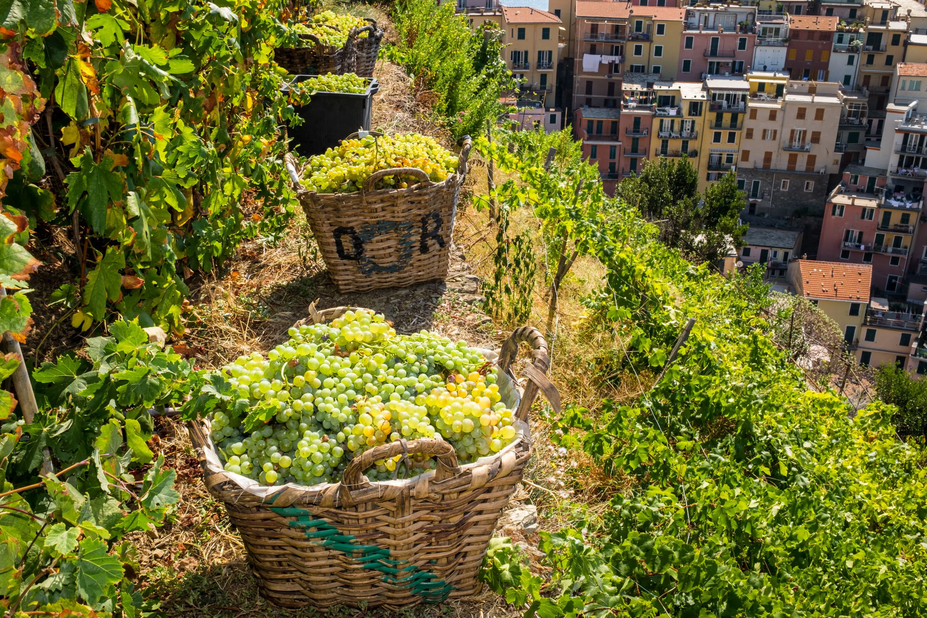 Baskets of grapes at the Manarola Vineyard, Cinque Terre