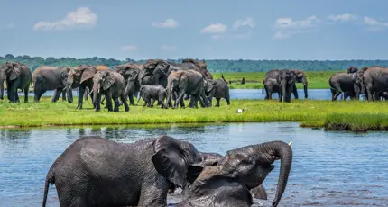 Elephants wading through the Chobe River, with a safari boat nearby in the background.