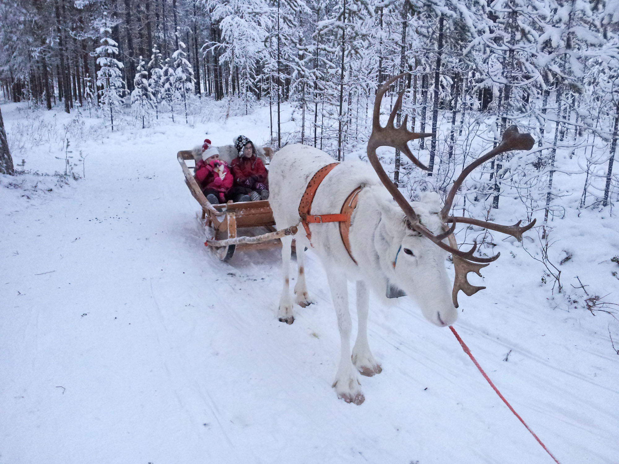 A white reindeer tied to a sleigh with two children in it in the snowy woods