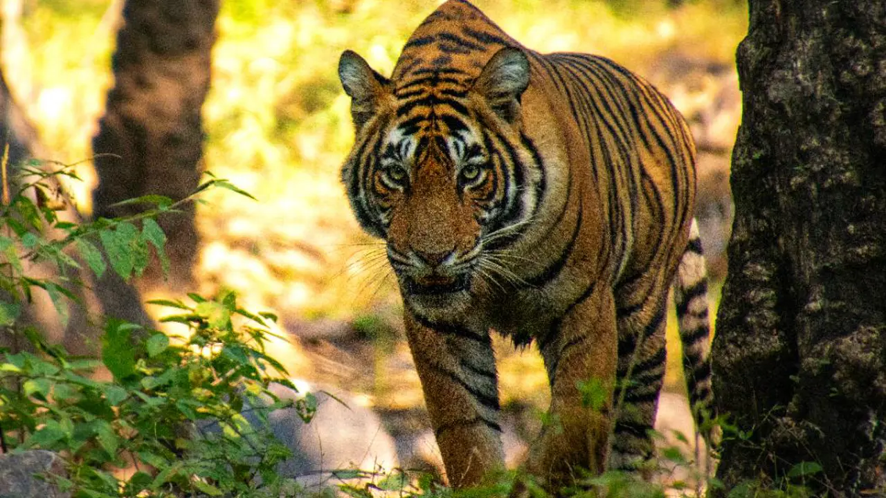 A Bengal tiger walks through forest undergrowth, gazing intently ahead in Ranthambore National Park in India