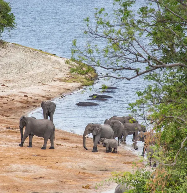 Safari vehicle on a game drive in Chobe National Park, Botswana, approaching a group of elephants grazing among trees and dry grass.