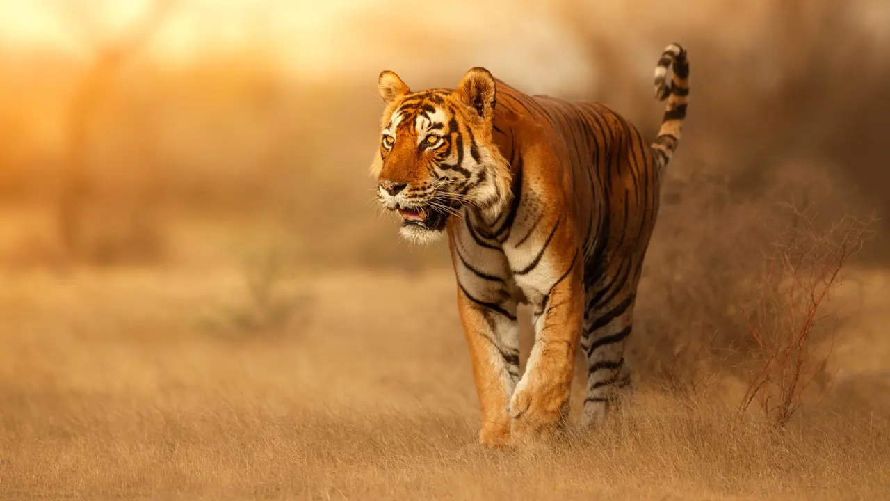 A Bengal tiger walking through the warm, dry grasslands of Ranthambore National Park, India, its orange coat and black stripes standing out against the landscape