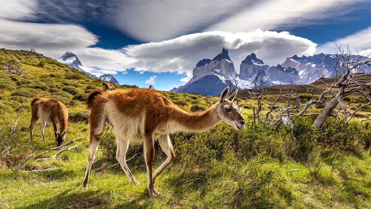 Llama, Torres Del Paine National Park, Chile