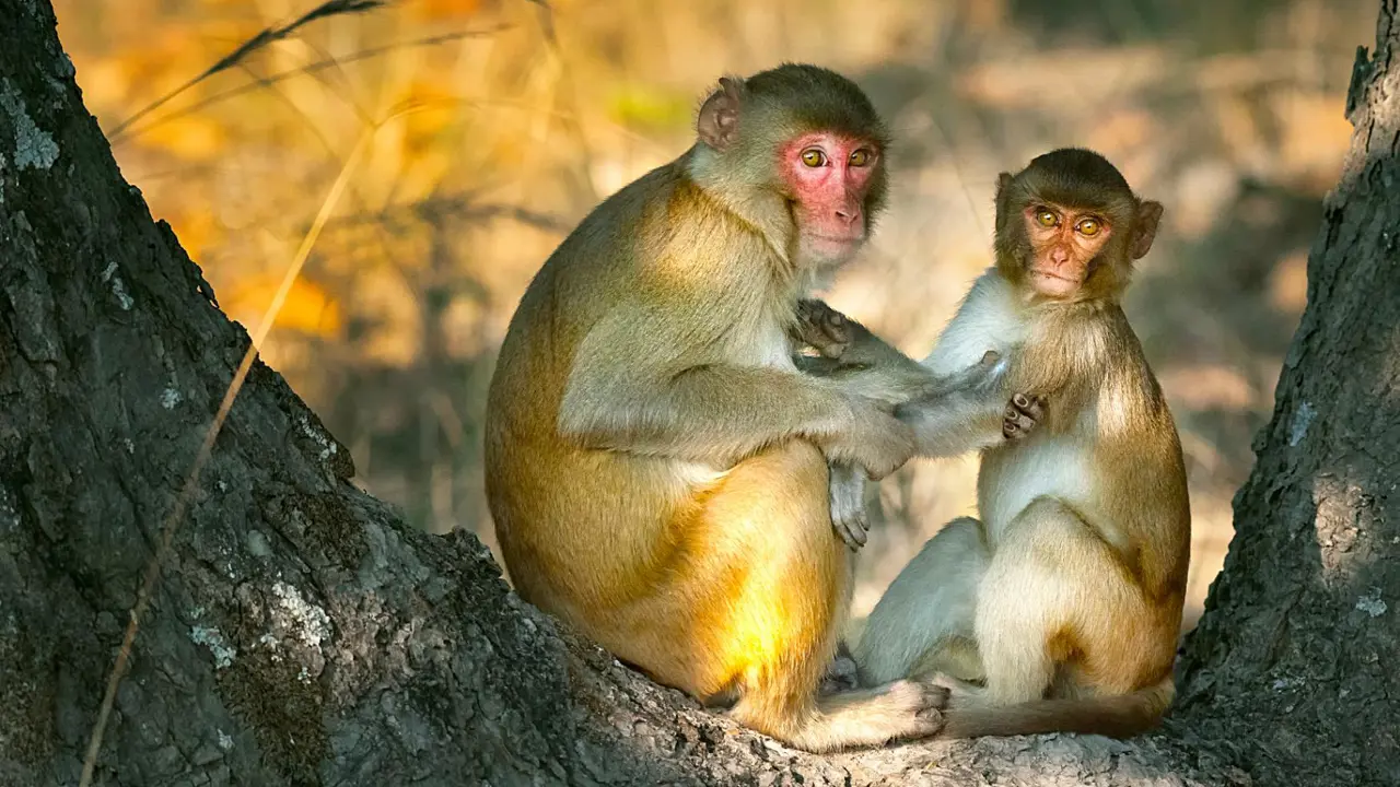 Macaque monkey, Bandhavgarh National Park