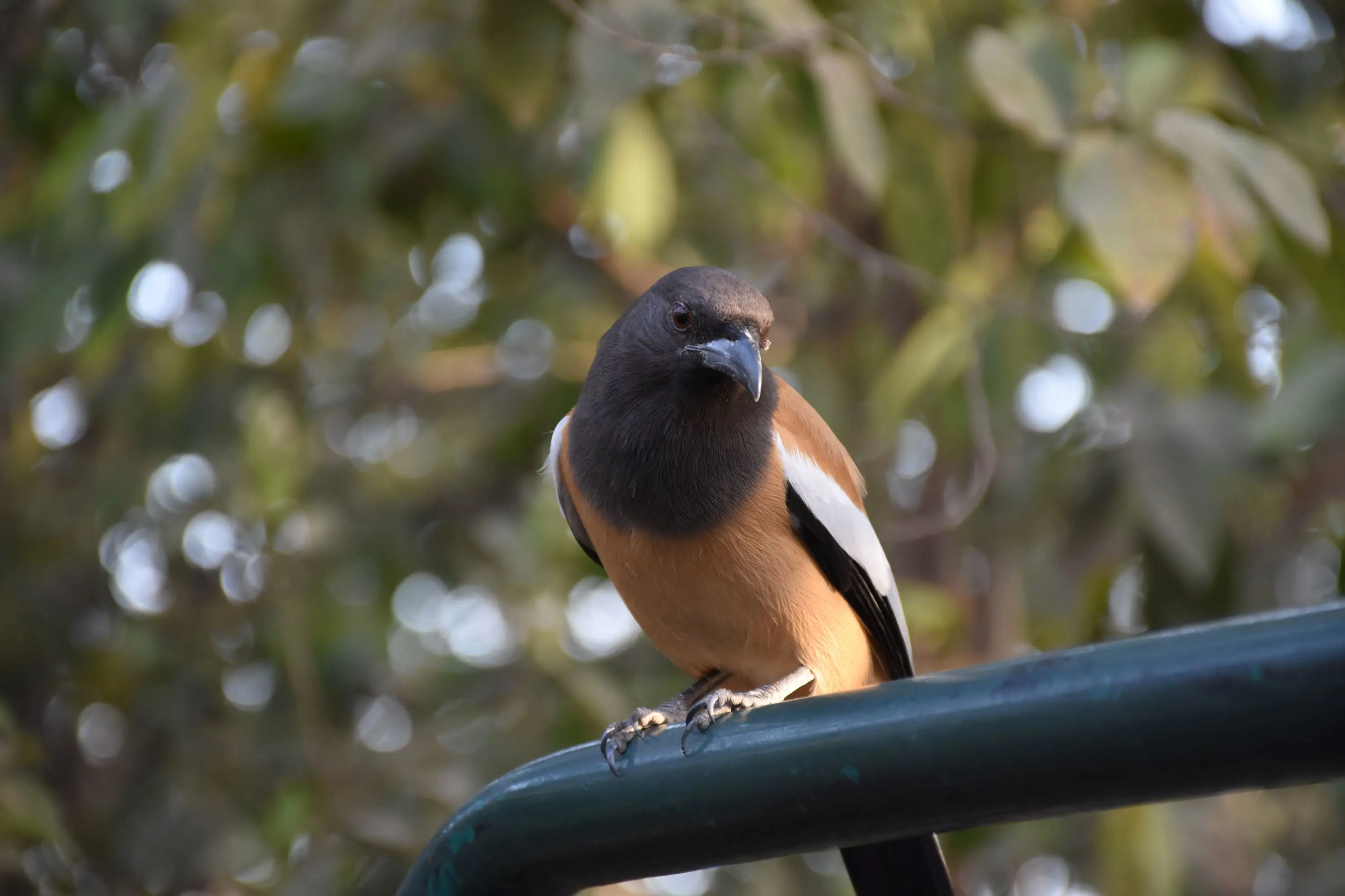 Indian Treepie