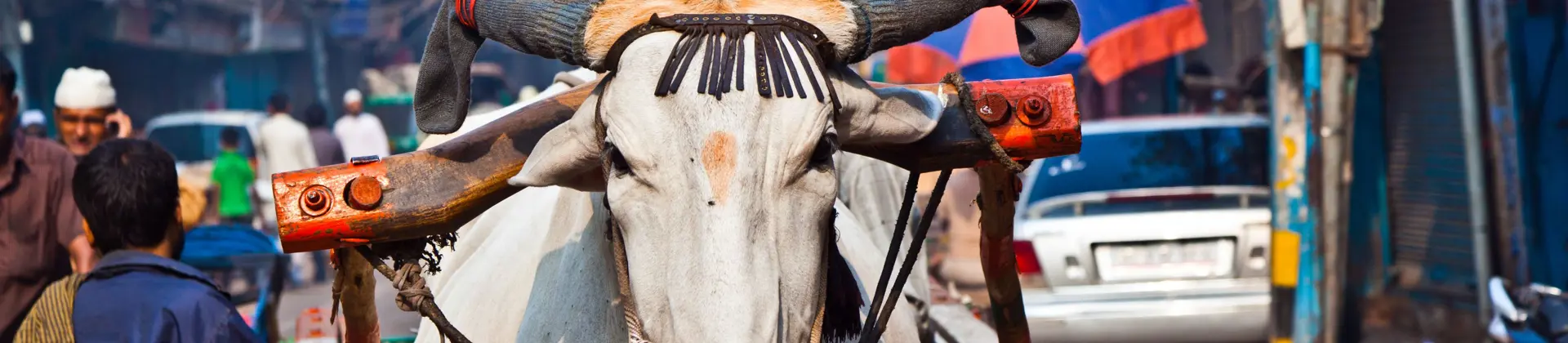 Decorated cow pulling a wooden cart through a busy street in Old Delhi, surrounded by people, shops and tangled wires overhead