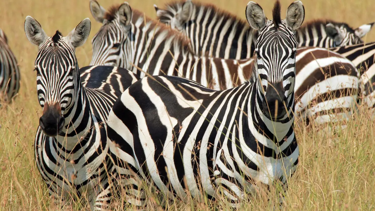 A herd of Zebras standing in long grass in Kenya