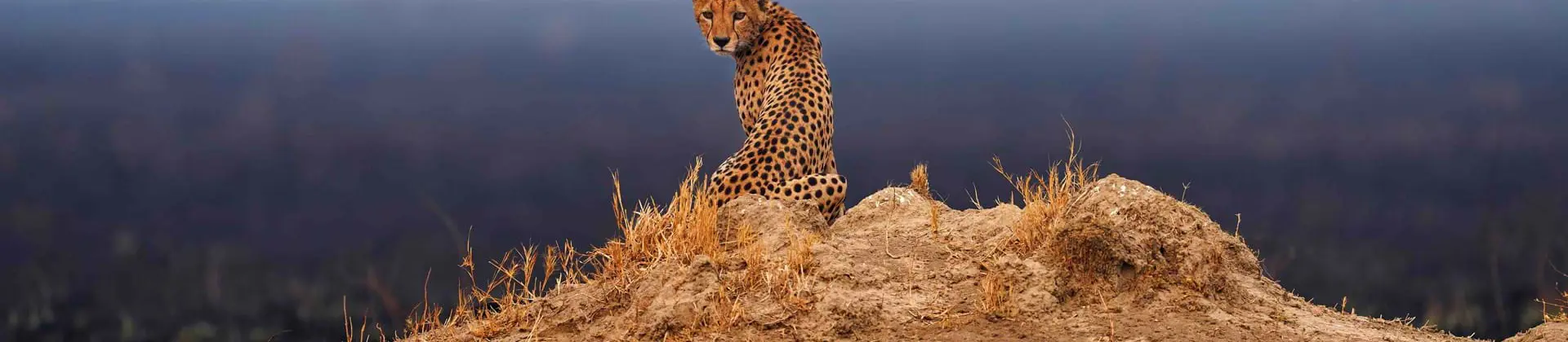 Cheetah In Botswana