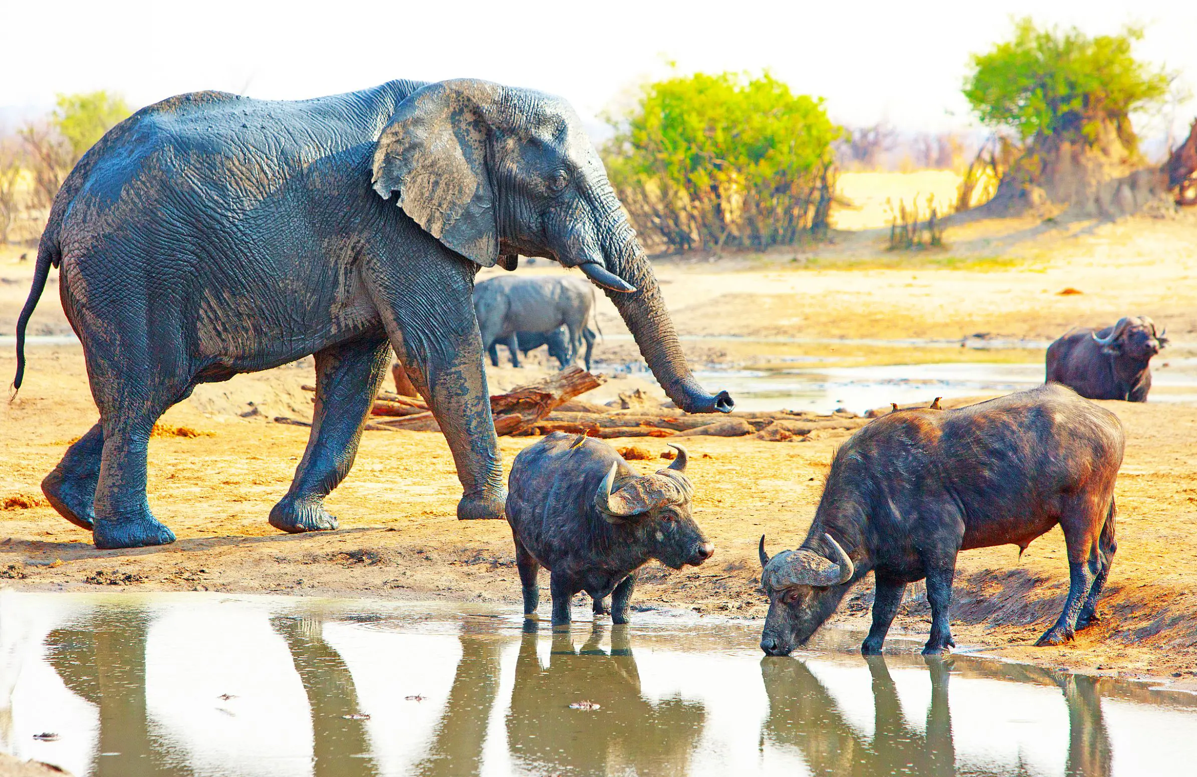 Sh 507076087 Elephants & Buffalo Hwange National Park