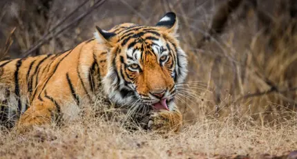 Ranthambhore Tiger in India