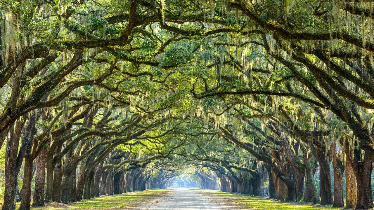 Sh 244366837 Historic Wormsloe Plantation, Savannah, Georgia