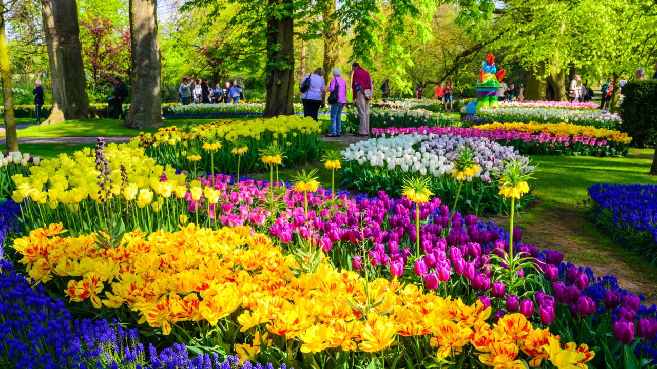  Blooming Flowers In Keukenhof Gardens, Netherlands