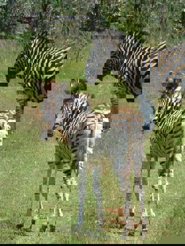 Staff Trip To A South African Safari Holiday with Newmarket Holiday