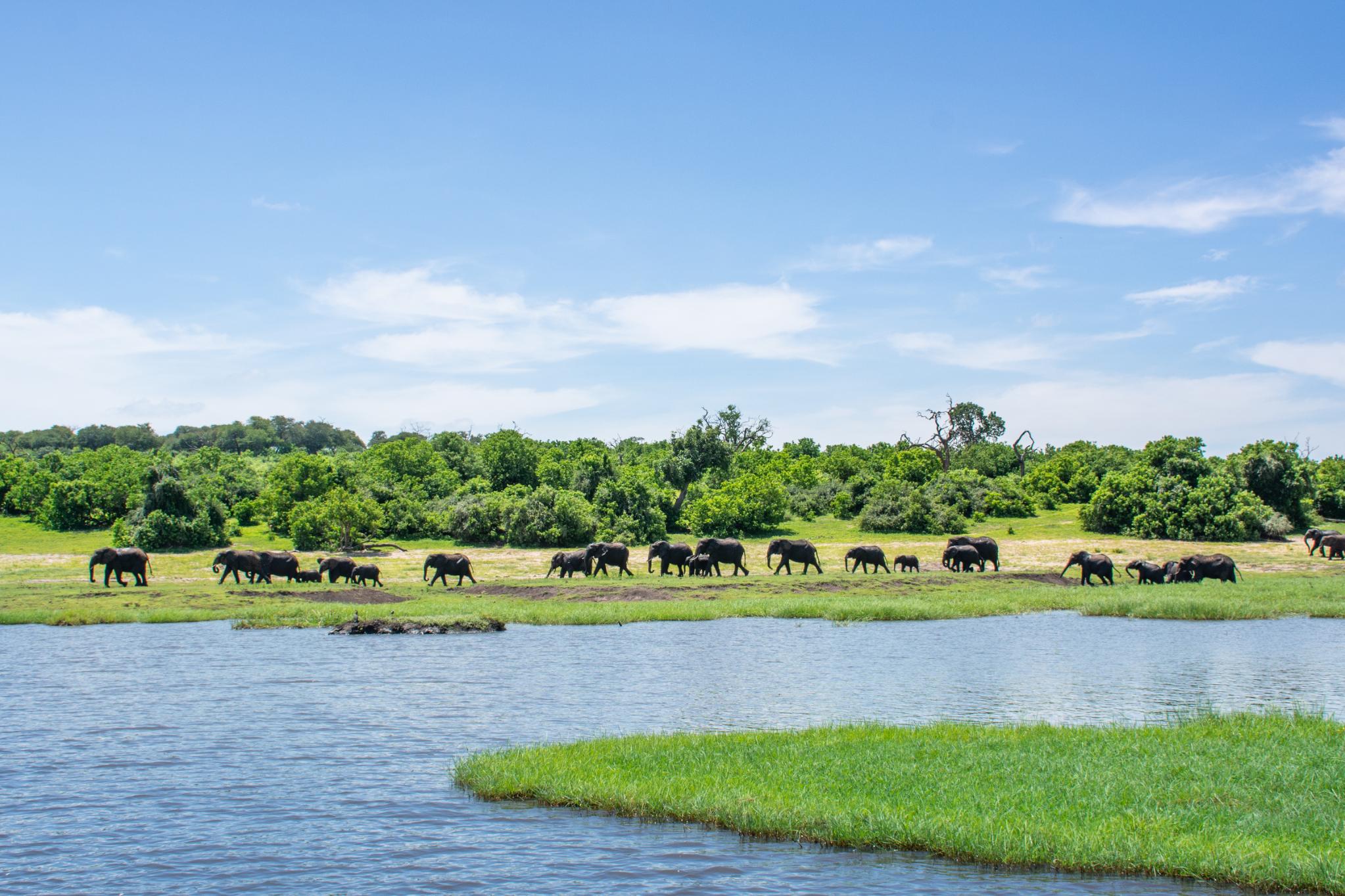 Chobe Boat Cruise Scenes 5
