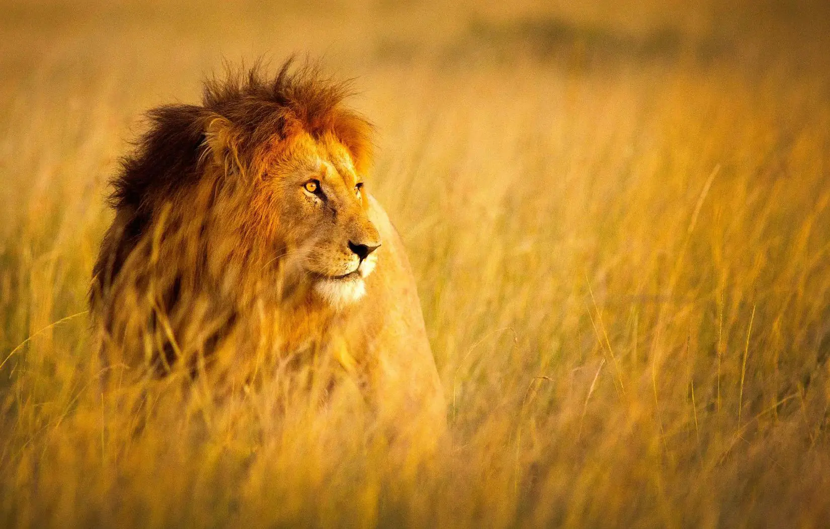Male lion resting in the grass at Kruger National Park, South Africa, with a golden mane and alert expression