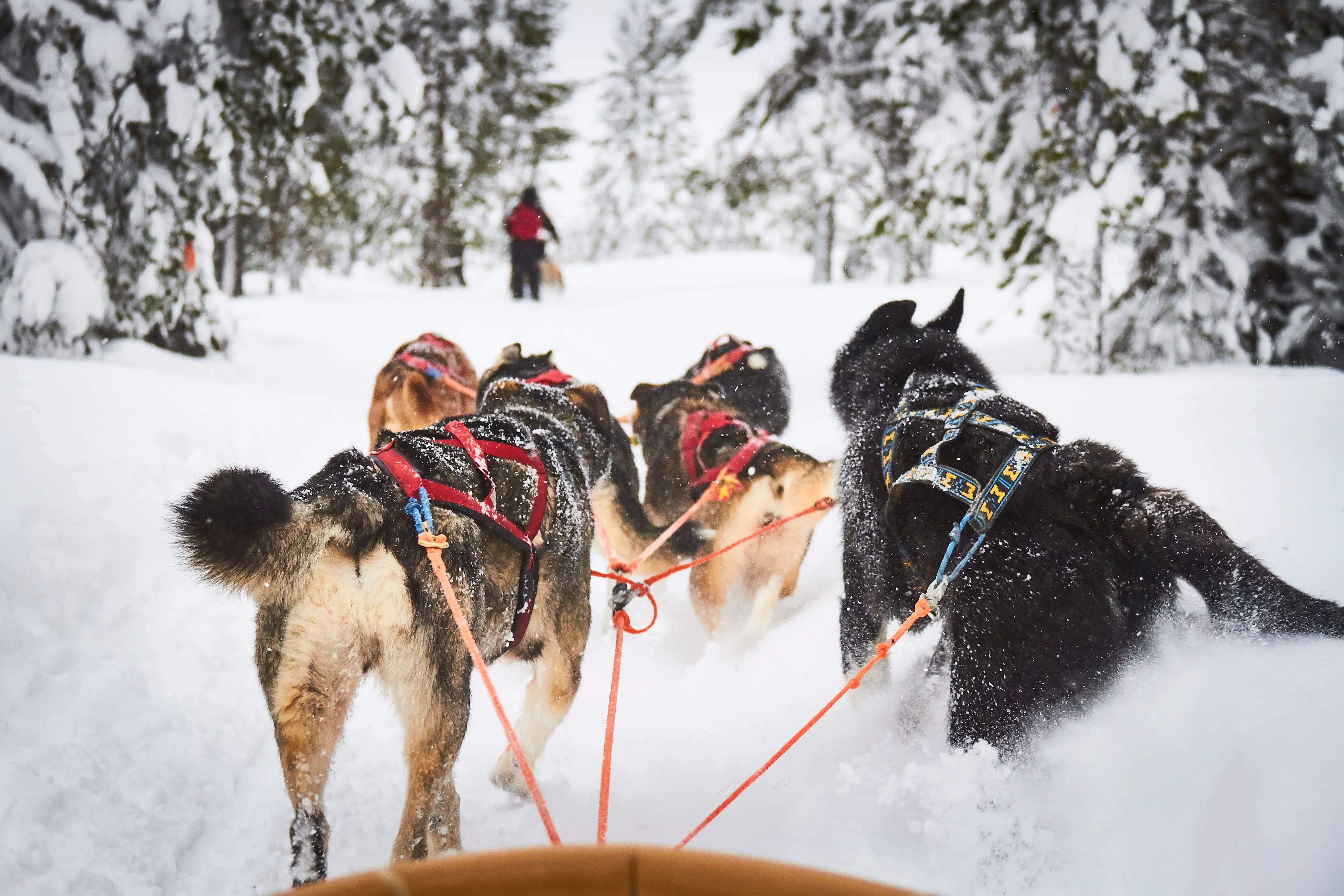 Huskies pulling a sleigh along from the passengers' point of view, in the snow