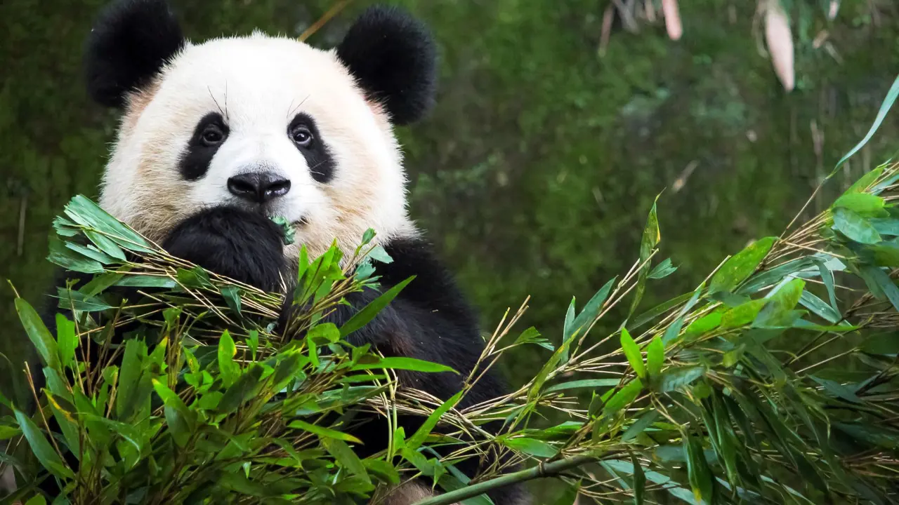 A giant panda surrounded by bamboo, holding and eating the bamboo leaves in Chengdu, China