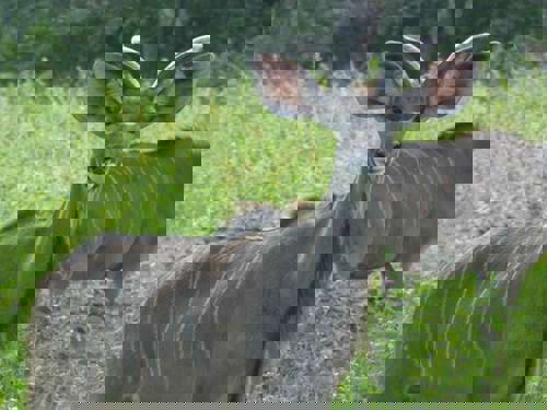 Staff Trip To A South African Safari Holiday with Newmarket Holiday