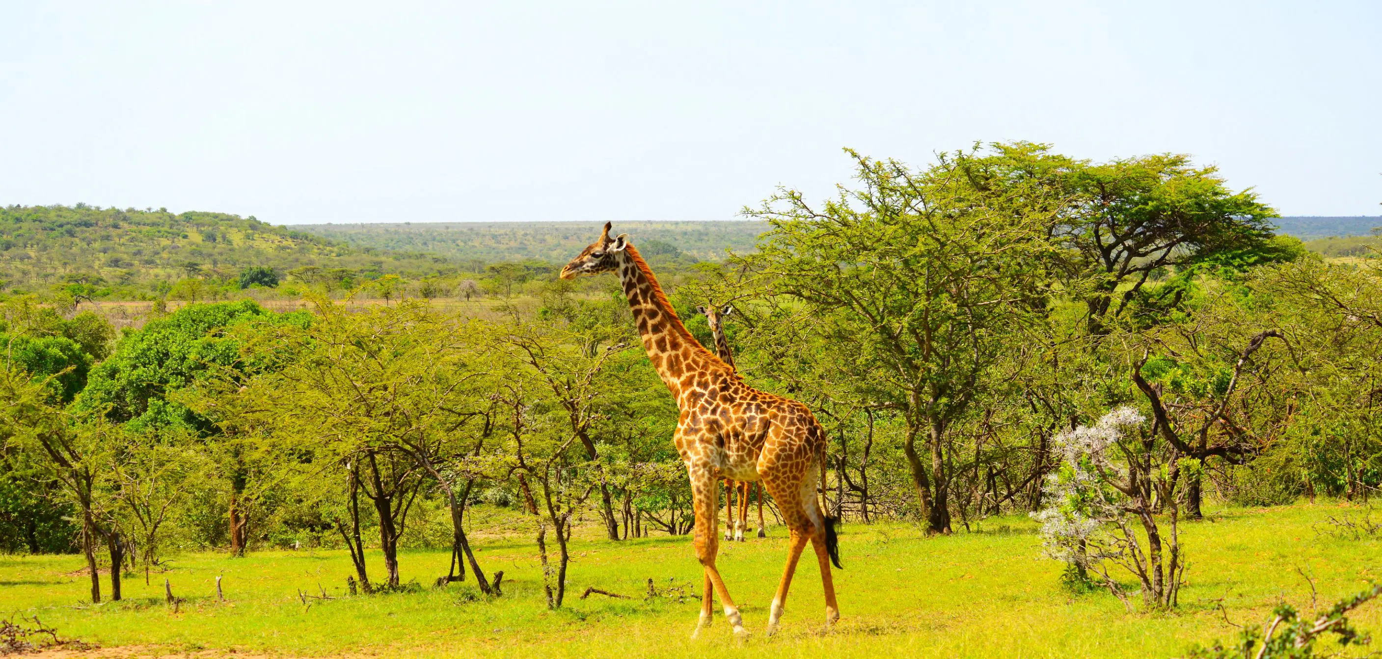 Image of Giraffe Standing in Kenyan National Park