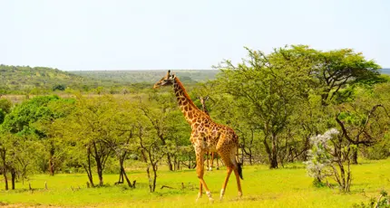 Image of Giraffe Standing in Kenyan National Park