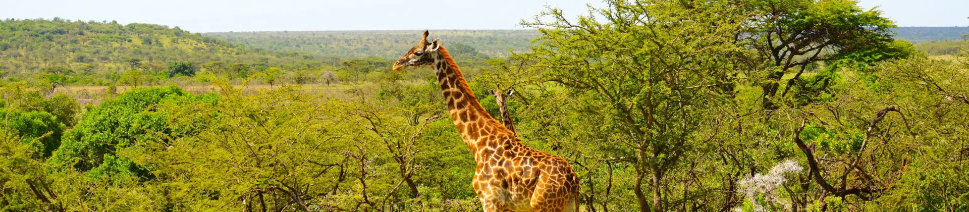 Image of Giraffe Standing in Kenyan National Park