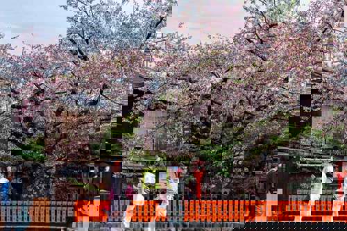 Stroll through the Gion district