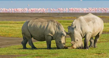 White Rhinos With Flamingos In Background