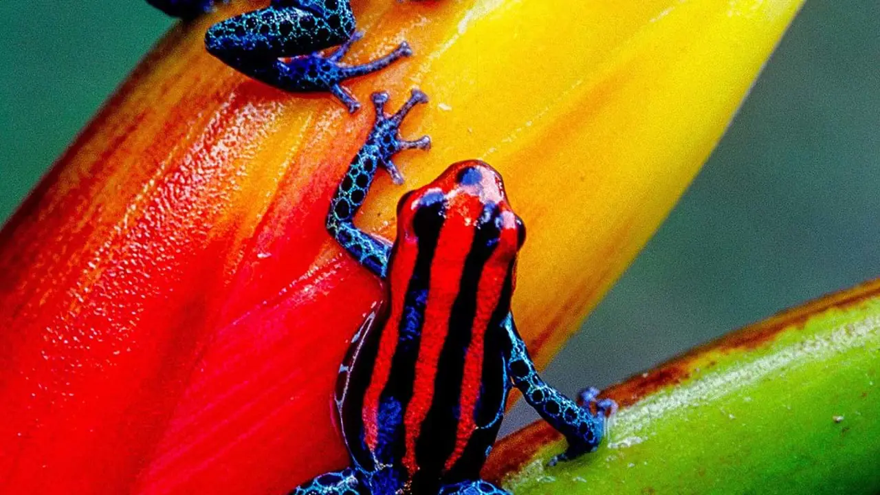 Sh 1071994373 Pair Of Endemic Poison Dart Frogs