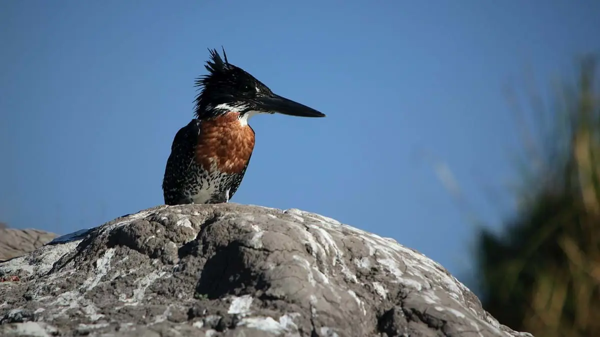 Bird on Rock in Chobe National Park
