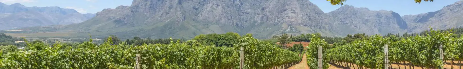 Scenic view of the Cape Winelands in South Africa with rolling vineyards, distant mountains, and a clear blue sky