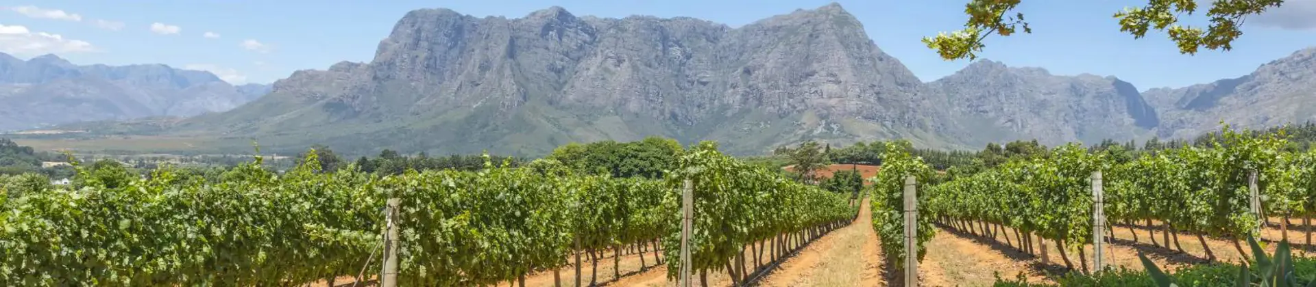 Scenic view of the Cape Winelands in South Africa with rolling vineyards, distant mountains, and a clear blue sky