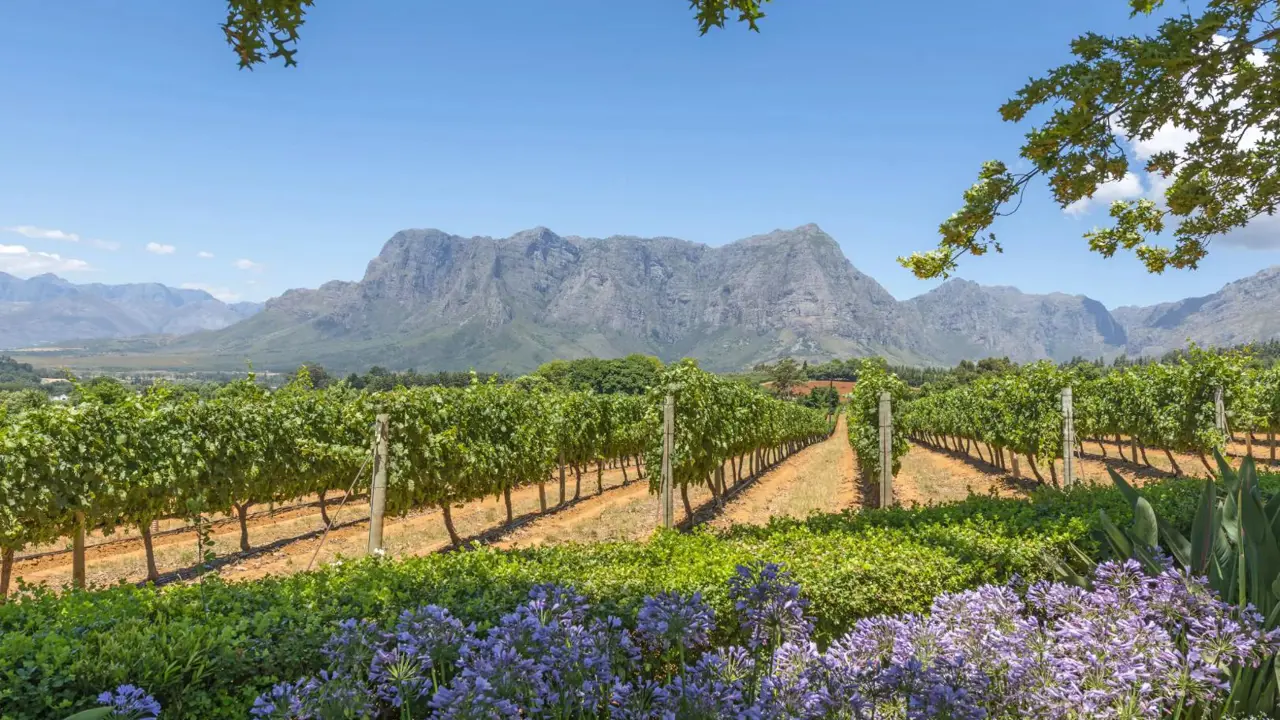 Scenic view of the Cape Winelands in South Africa with rolling vineyards, distant mountains, and a clear blue sky